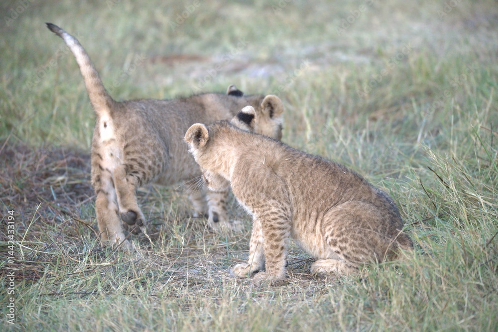 Obraz premium Lion in wild savanna , Animal of africa 