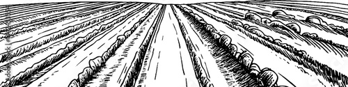 A black and white illustration of a wide agricultural field with neatly arranged rows. The perspective shows a view down the center of the field, emphasizing the symmetry and patterns of the crops.