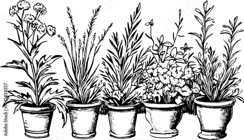 A collection of various potted plants illustrated in a vintage style. Each pot contains different types of flowers and foliage, showcasing a diverse garden arrangement.