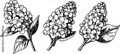 Black and White Lilac Flower Illustration