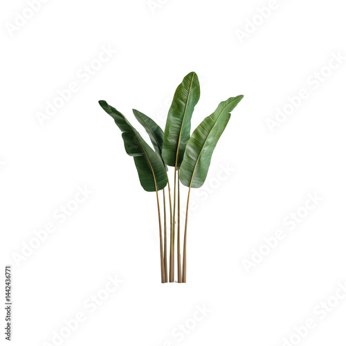 Elegant Tropical Ravenala Plant with Lush Green Leaves on Transparent Background