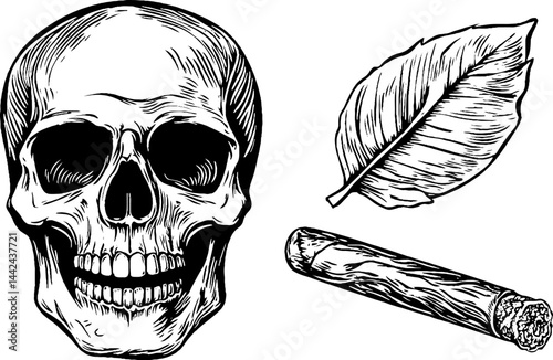 Illustration of Skull, Cigar, and Tobacco Leaf