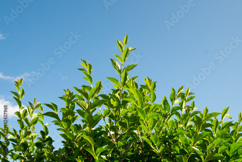 Tableau sur toile Close-up of privet hedge leaves against a bright blue sky, Morningside, Edinburg