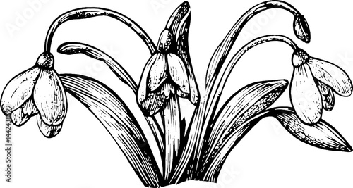 Vintage Illustration of Snowdrop Flowers