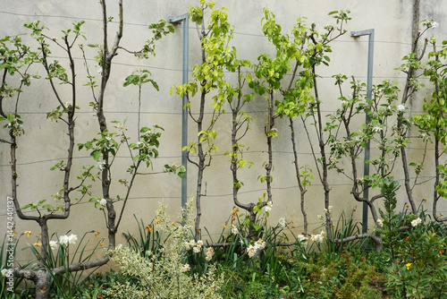 Fotografie Arbres fruitiers en espalier le long d'un mur