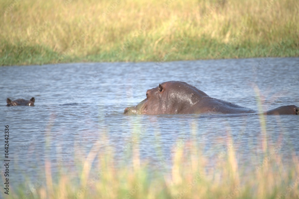 Fototapeta premium Hippopotamus in wild savanna , Animal of africa