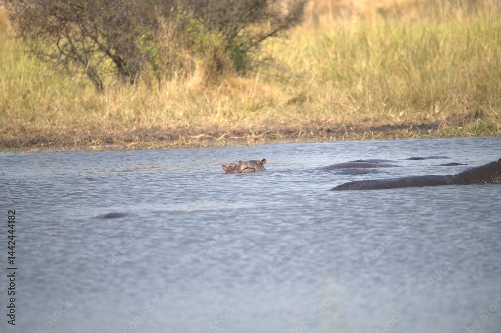 Fototapeta premium Hippopotamus in wild savanna , Animal of africa