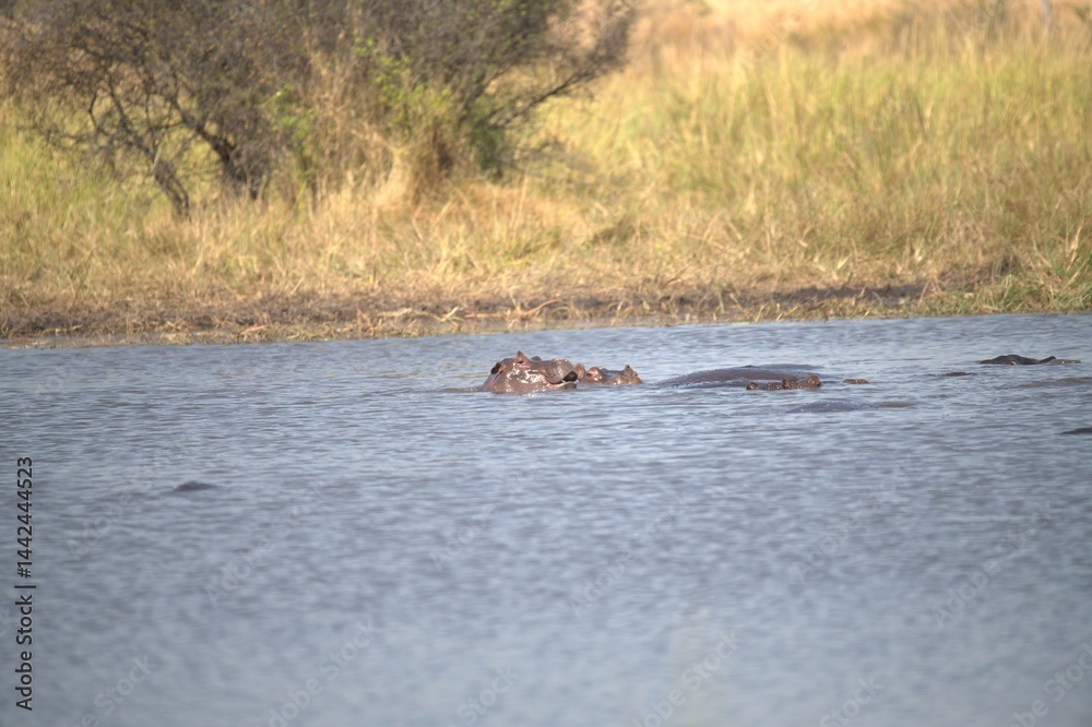 Hippopotamus in wild savanna , Animal of africa Hippopotamus in wild savanna , Animal of africa