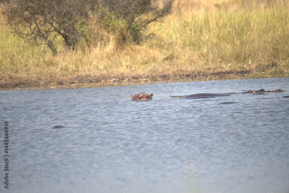 Hippopotamus in wild savanna , Animal of africa Hippopotamus in wild savanna , Animal of africa