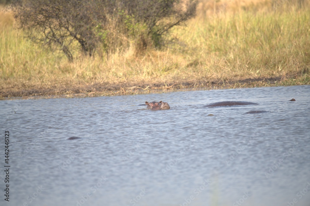 Hippopotamus in wild savanna , Animal of africa Hippopotamus in wild savanna , Animal of africa