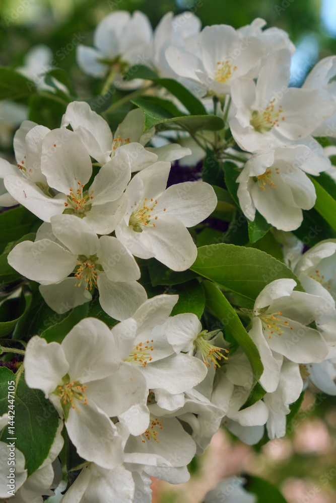 Closeup shot of blooming apple tree white flowers Closeup shot of blooming apple tree white flowers