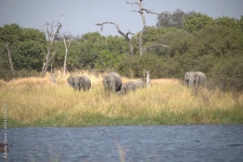 Obraz premium Hippopotamus in wild savanna , Animal of africa