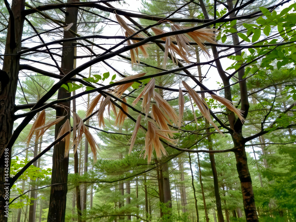 A tree with brown leaves and a few green leaves. The tree is surrounded by other trees