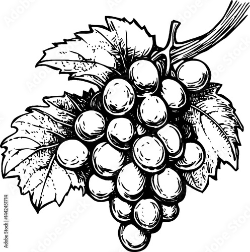 This vintage woodcut showcases a cluster of ripe grapes, beautifully detailed with leaves.
