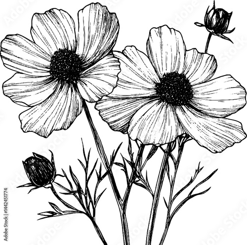 This vintage woodcut illustration showcases cosmos flowers, characterized by their delicate petals and fine details.