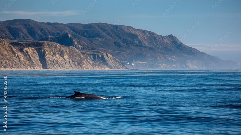 Fototapeta premium Humpback Whale Breaching off the California Coast