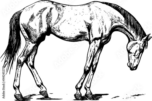 This vintage woodcut showcases a horse in a natural standing posture, with its head lowered gracefully.