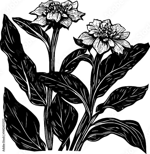 This artwork showcases a detailed woodcut illustration of blooming flowers and their accompanying leaves.