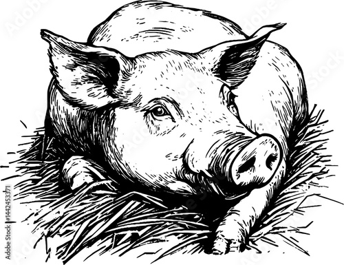 A vintage woodcut illustration captures a pig lying comfortably on a bed of straw.