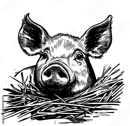 A detailed vintage woodcut illustration showcases a pig resting in straw.