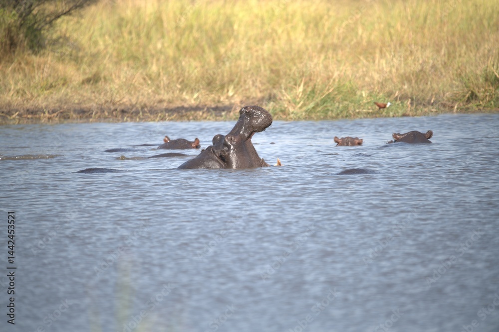 Fototapeta premium Hippopotamus in wild savanna , Animal of africa