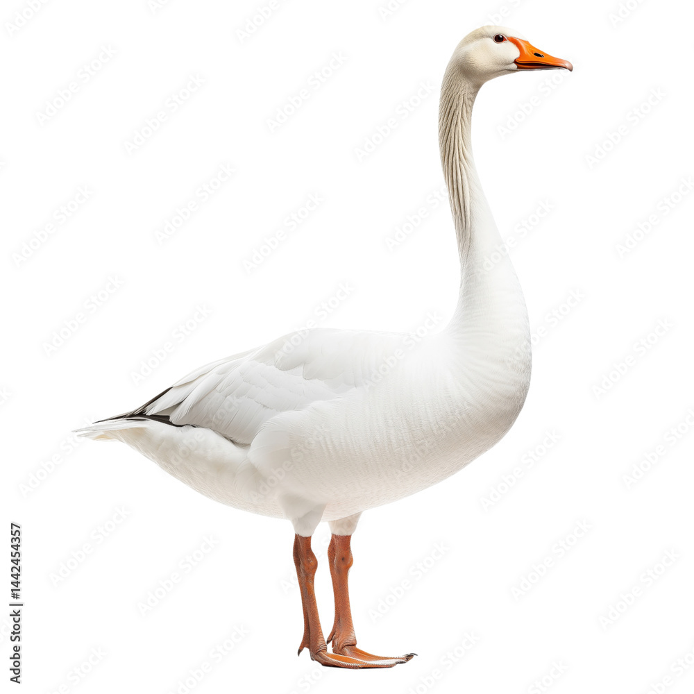 Fototapeta premium White domestic goose standing, isolated on transparent background