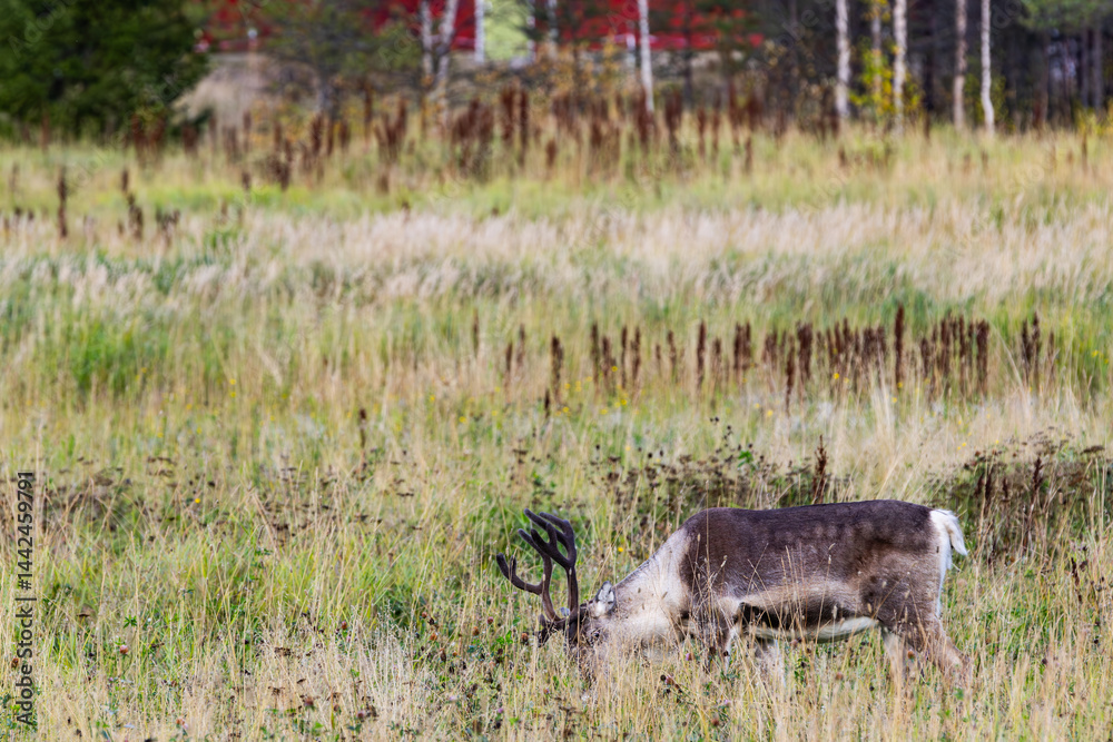 Reindeers in Autumn in Lapland, Northern Finland. Europe