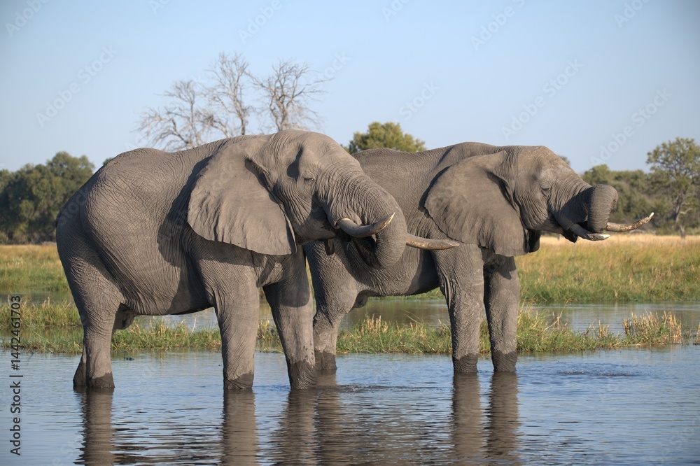 Obraz premium Elephant in wild savanna , Animal of africa