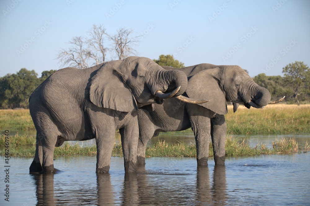 Fototapeta premium Elephant in wild savanna , Animal of africa