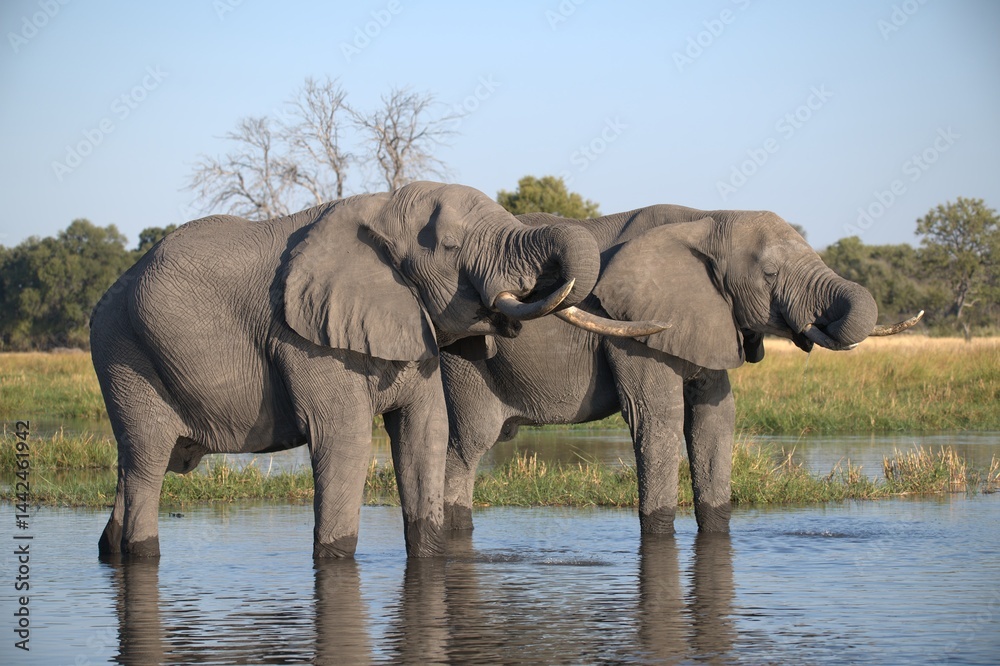 Fototapeta premium Elephant in wild savanna , Animal of africa