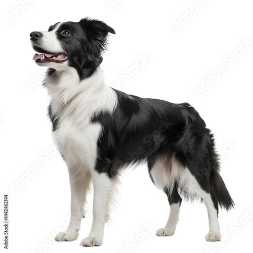 white and black border collie, side view, isolated on transparent background, no shadow, farm animal cut out