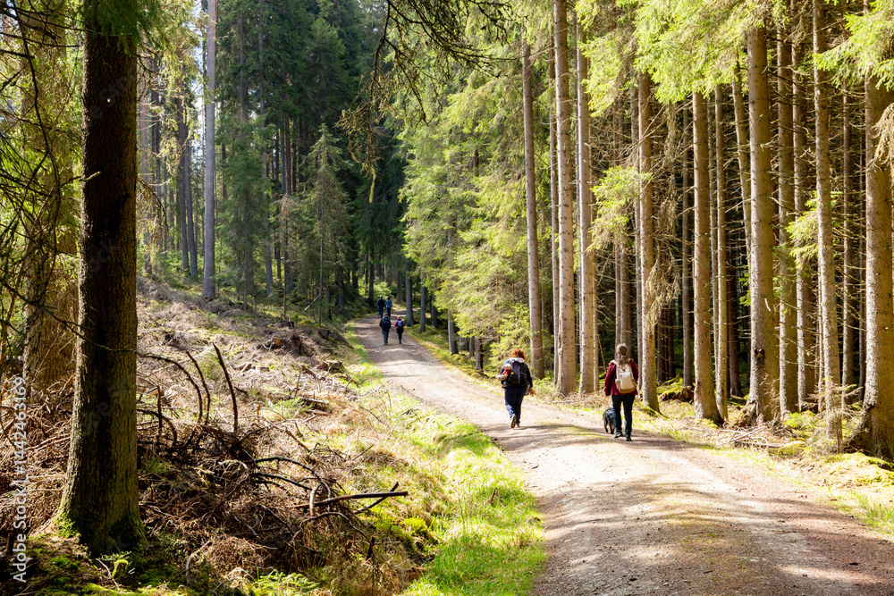 Tourists on a forest road in the Sumava Mountains