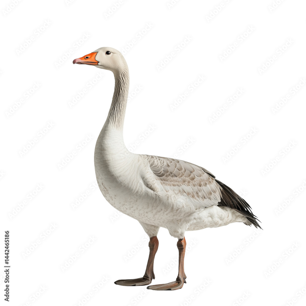 white goose, side view, isolated on transparent background, no shadow, baby farm animal cut out
white goose, side view, isolated on transparent background, no shadow, baby farm animal cut out