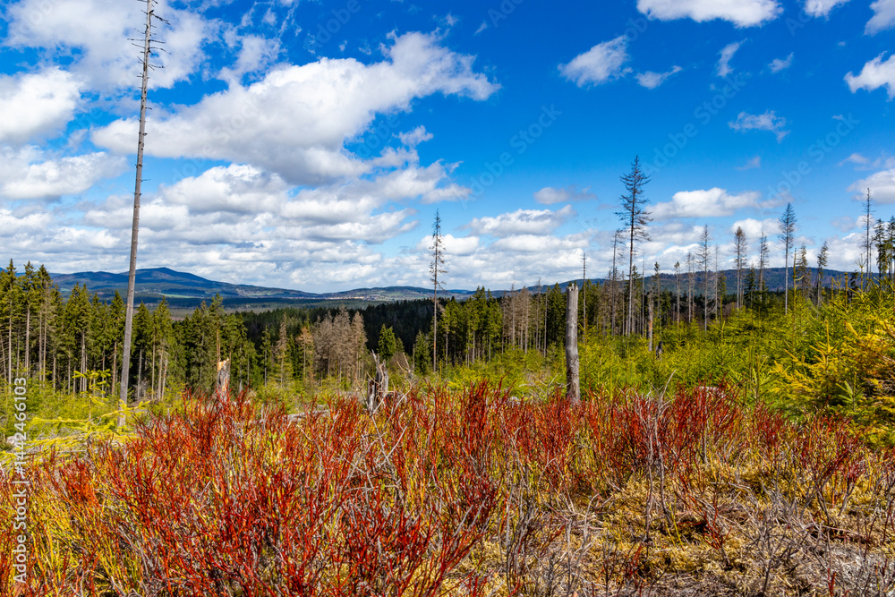 Forest-covered mountains. Sumava National Park, Czech Republic.