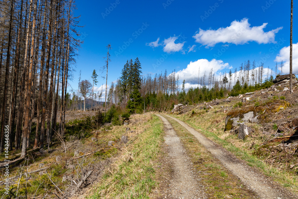 Mountain road in Sumava National Park, Czech Republic.
