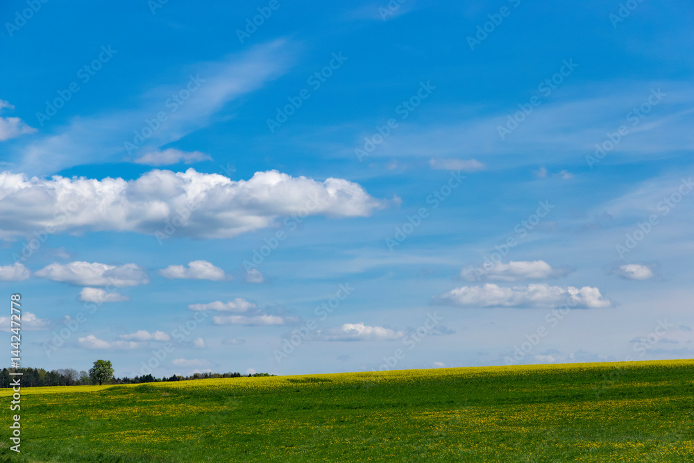 Spring landscape with a field and blue sky