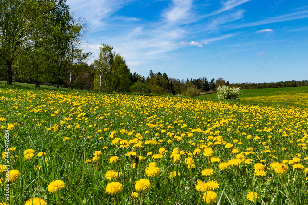 Field with yellow dandelions. Spring landscape.