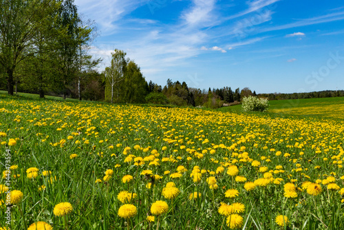 Obraz na płótnie Field with yellow dandelions. Spring landscape. w salonie
