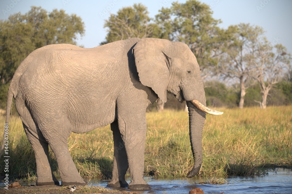 Fototapeta premium Elephant in wild savanna , Animal of africa
