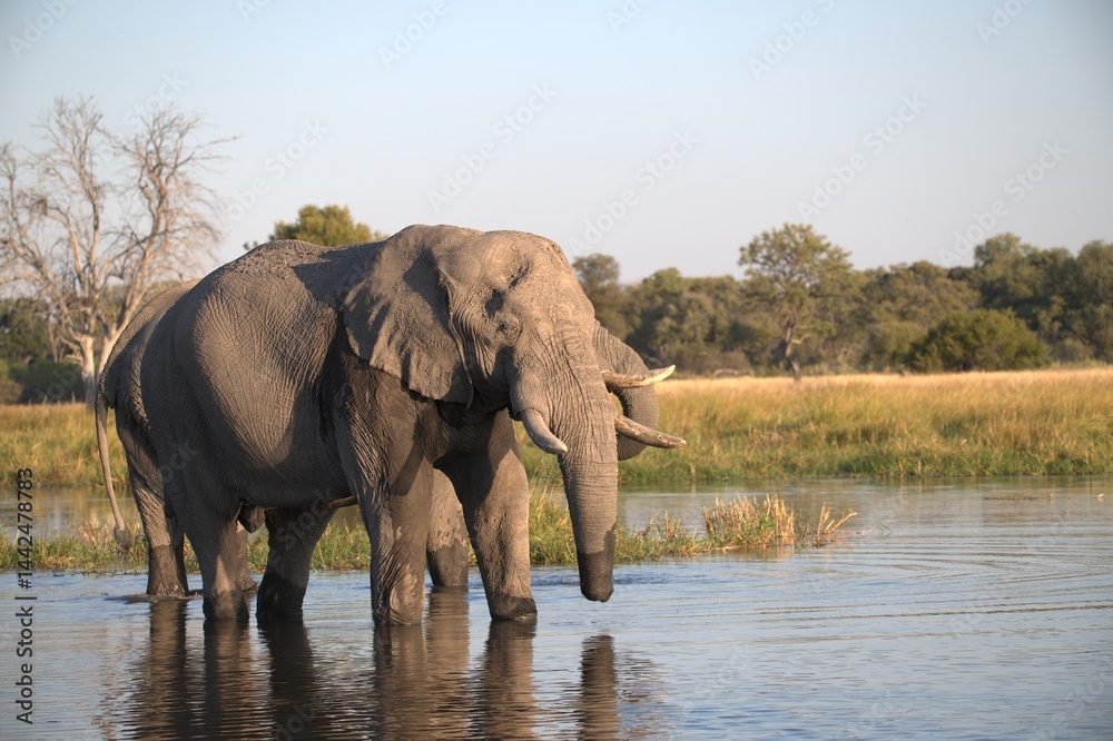Fototapeta premium Elephant in wild savanna , Animal of africa