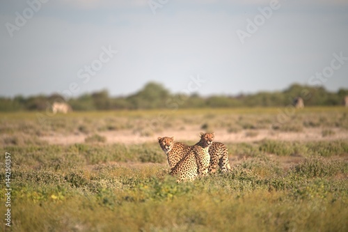 Cheetah in wild savanna , Animal of africa