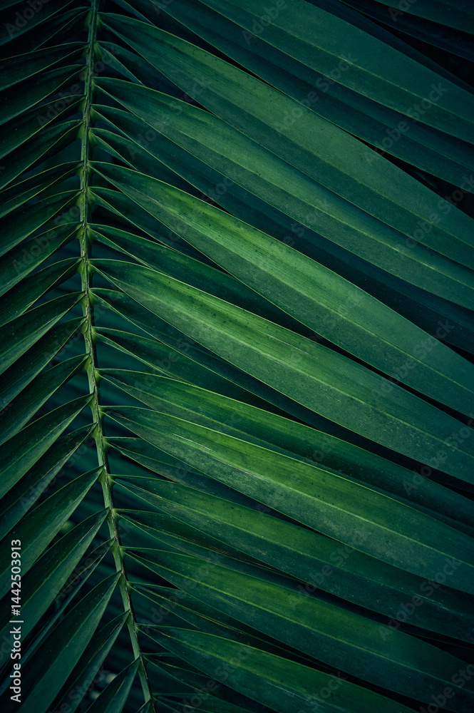 Green background of palm leaves.