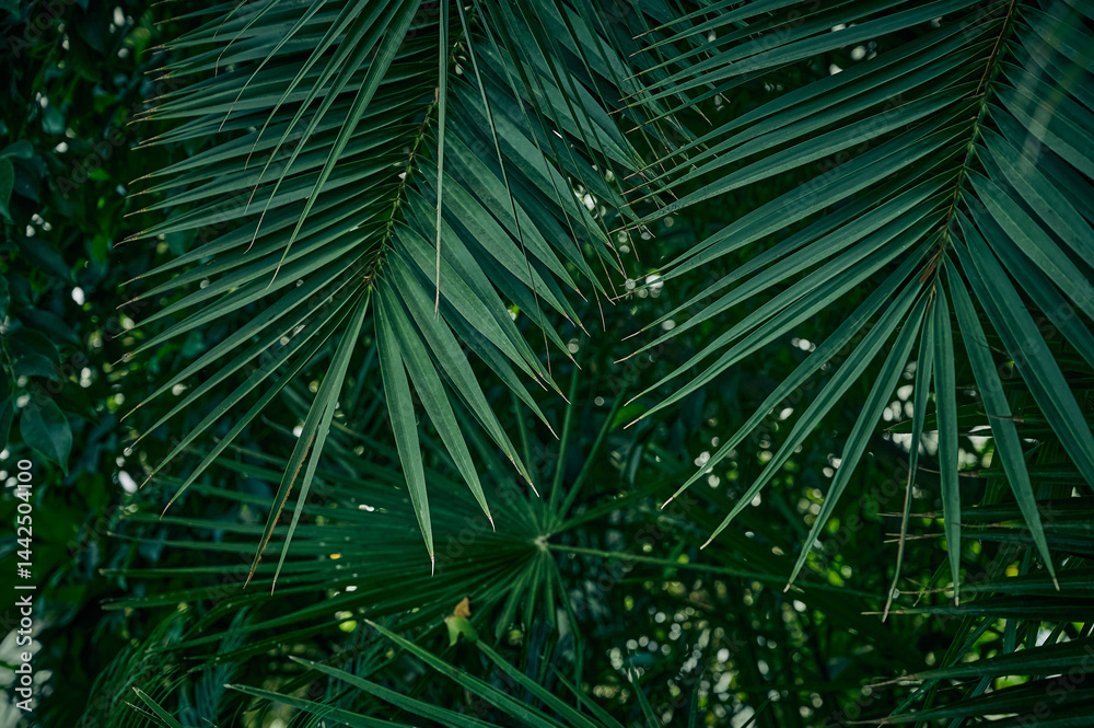 Green background of palm leaves.