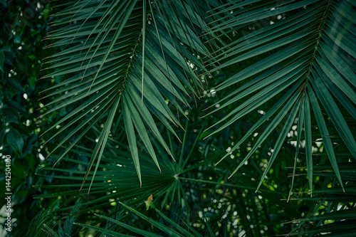 Obraz na płótnie Green background of palm leaves. w salonie