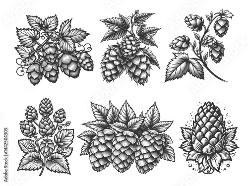 Hops Plants and Cones Set collection bundle sketch engraving generative ai vector illustration. Scratch board imitation. Black and white image.