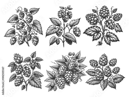Hops Plants and Cones Set collection bundle sketch engraving generative ai vector illustration. Scratch board imitation. Black and white image.