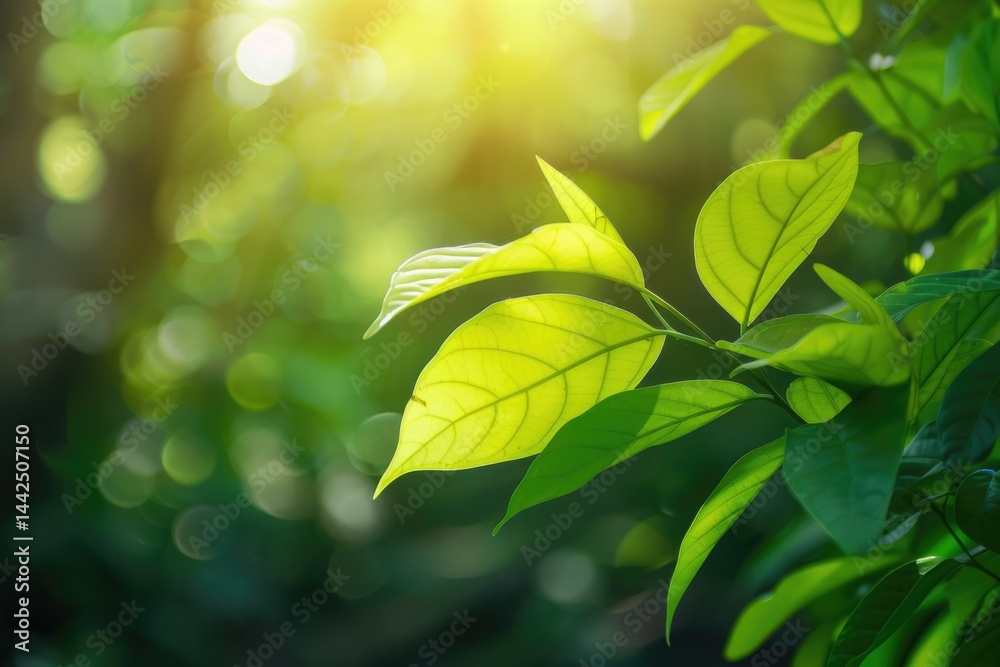 Obraz premium green leaves glare of the sun
