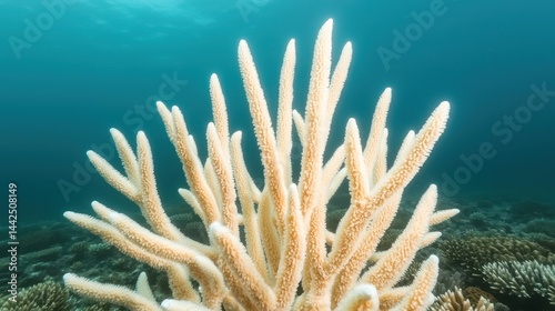 Vibrant Coral Branches Illuminated Underwater in Clear Blue Sea