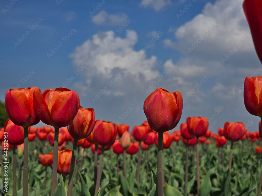 Naklejka premium Vibrant tulip field in Flevoland, Netherlands during springtime under a blue sky