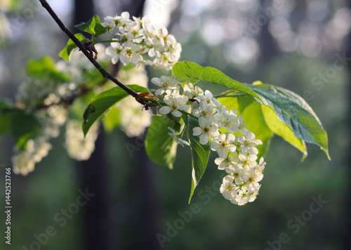 blooming cherry tree